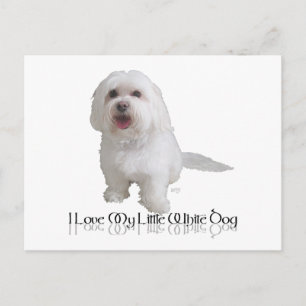 Postal Amo a mi pequeño perro blanco - Havanés