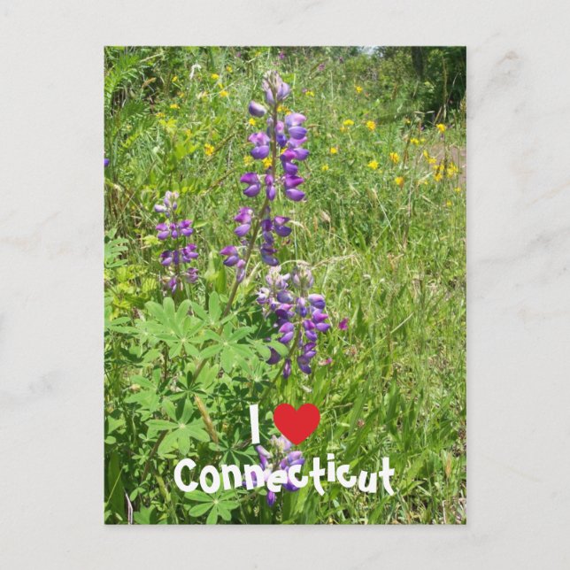 Postal Amo Connecticut (Anverso)