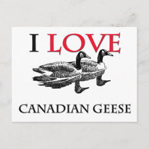 Postal Amo el Geese Canadiense