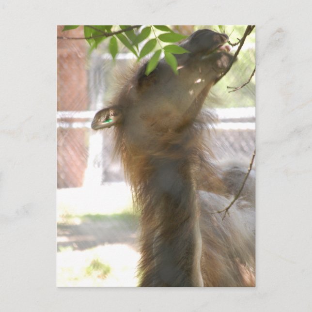 Postal Amo las Llamas (Anverso)