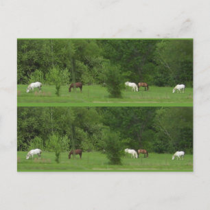 Postal ¡Amo Los Caballos! Marcadores - Personalizar!