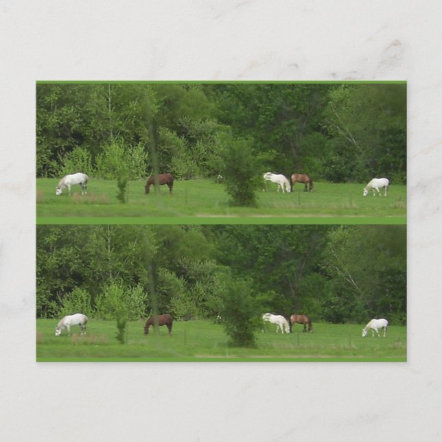 Postal ¡Amo Los Caballos! Marcadores - Personalizar! (Anverso)