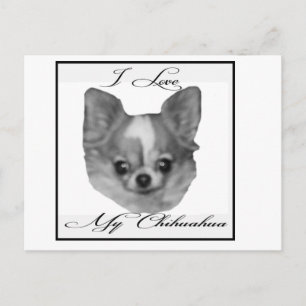 Postal Amo mi chihuahua