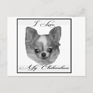 Postal Amo mi chihuahua