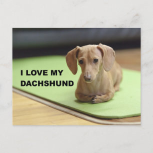 Postal Amo mi crema Dachshund con una foto