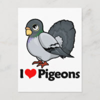 Amo palomas