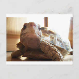 Postal Amo tomar el sol