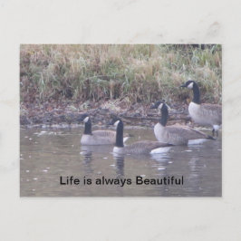 Postal Amor a la Naturaleza