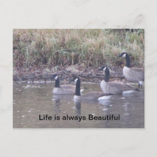 Postal Amor a la Naturaleza