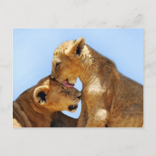Postal Amor a los leones bebés