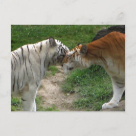 Postal Amor a los tigres