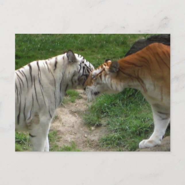 Postal Amor a los tigres (Anverso)