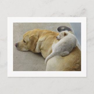 Postal Amor adolescente - Labrador y perrito mezclado de