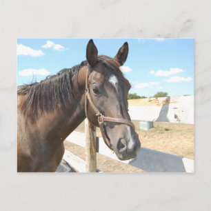 Postal Amor de caballo
