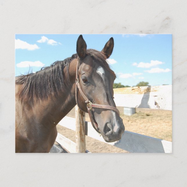 Postal Amor de caballo (Anverso)