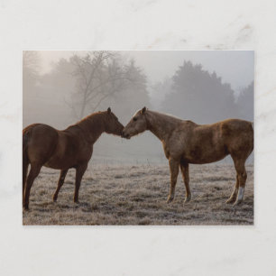 Postal Amor de caballo
