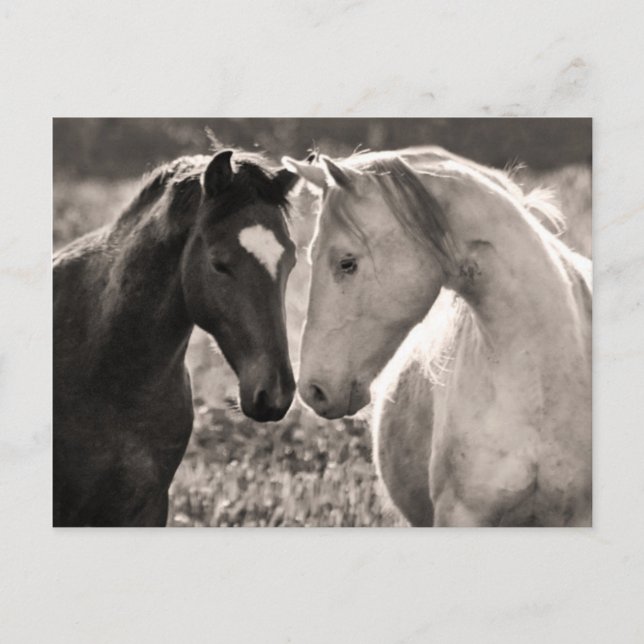 Postal Amor de caballo (Anverso)