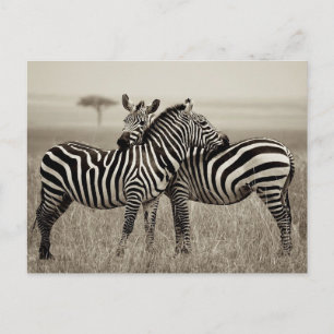 Postal Amor de cebra
