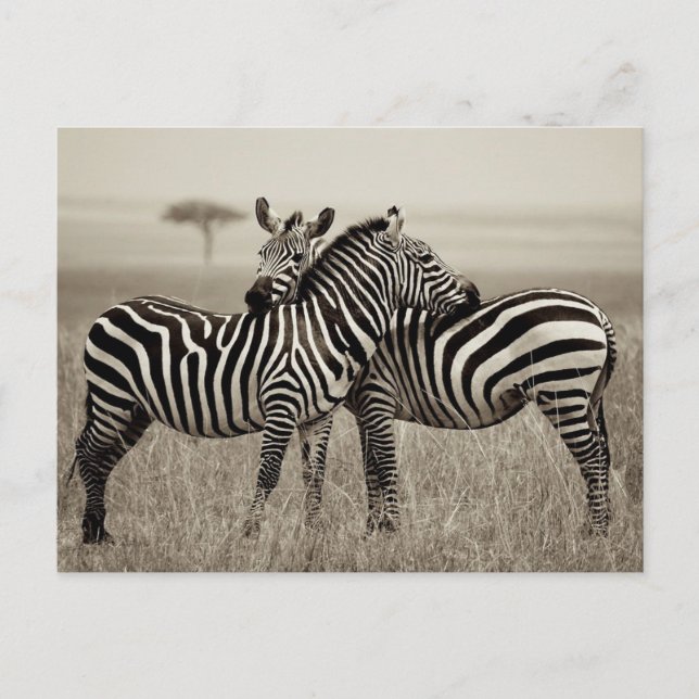 Postal Amor de cebra (Anverso)