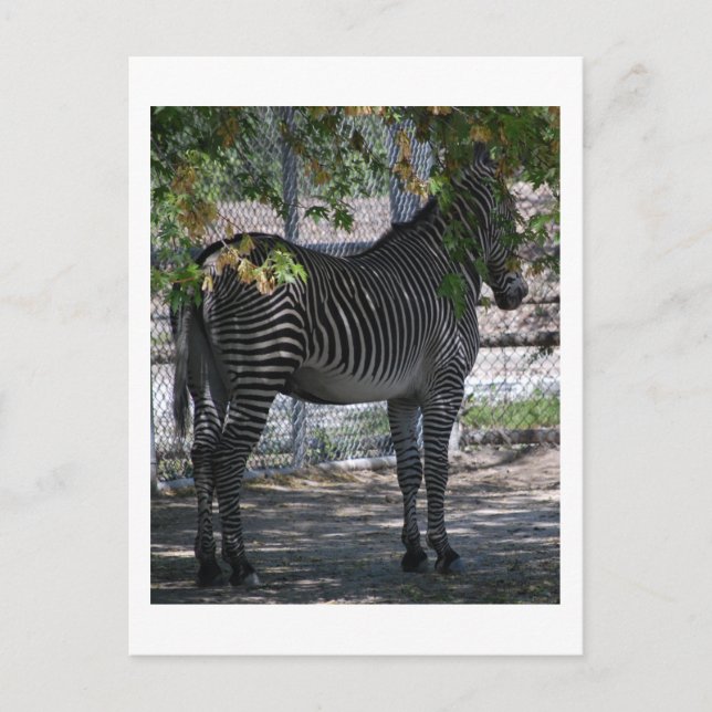 Postal Amor de cebra (Anverso)