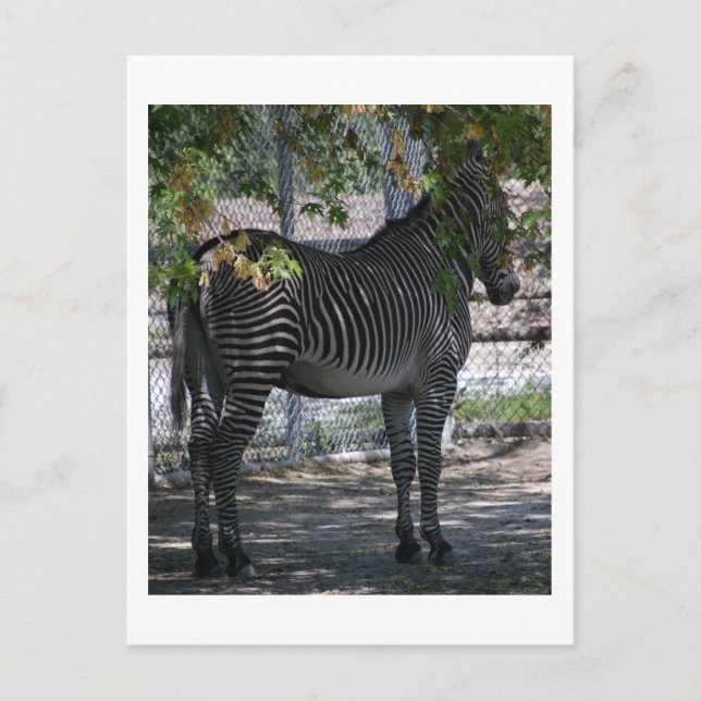 Postal Amor de cebra (Anverso)