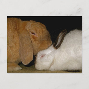 Postal amor de conejito