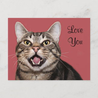 Postal Amor de gato tabby