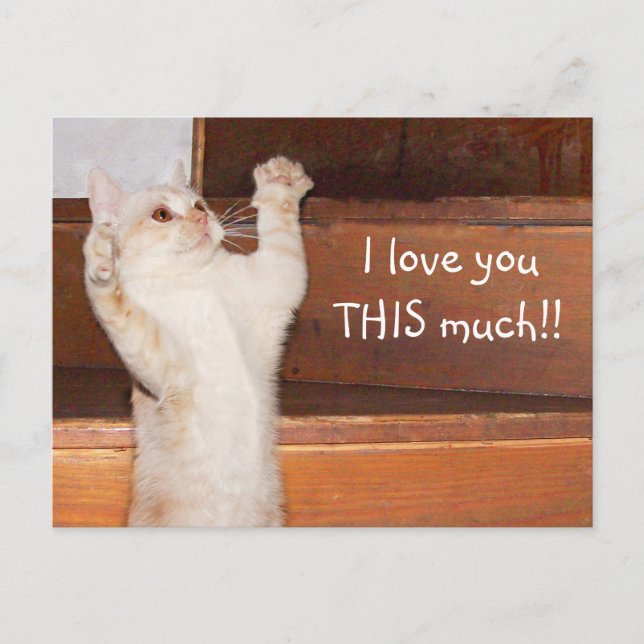 Postal Amor de gatos gatitos (Anverso)