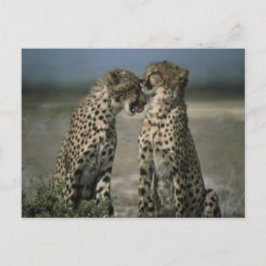 Postal Amor de Guepardo