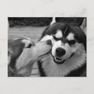 Postal amor de Husky siberiano