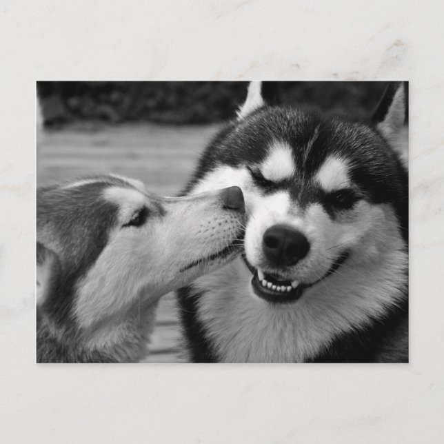 Postal amor de Husky siberiano (Anverso)