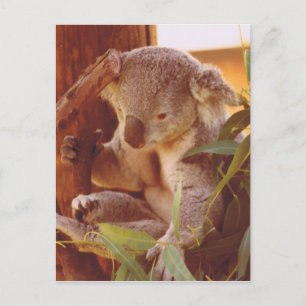 Postal Amor de Koala