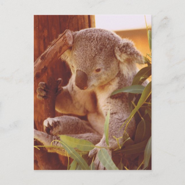 Postal Amor de Koala (Anverso)
