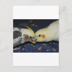 Postal Amor de la Cockatiel