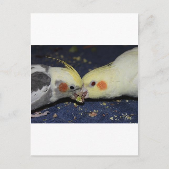 Postal Amor de la Cockatiel (Anverso)