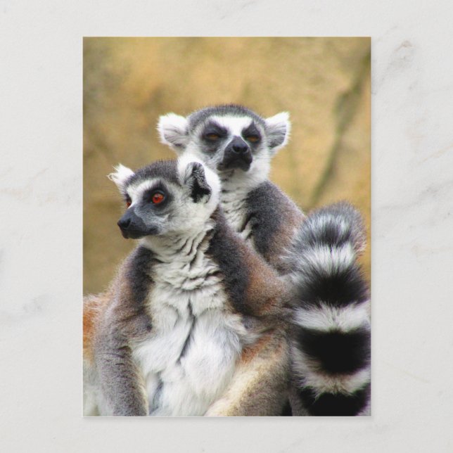 Postal amor de lemur (Anverso)