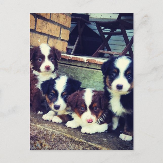 Postal Amor de los Cachorros - Pastores Adorables Austral (Anverso)