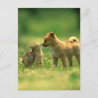 Postal amor de peregrinos