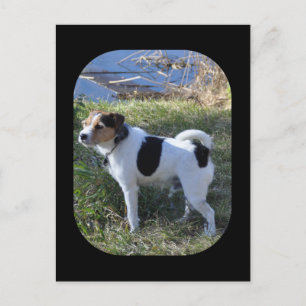 Postal Amor De Perro por Janz Jack Russell