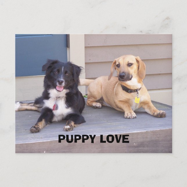 POSTAL AMOR DE PUPPY (Anverso)