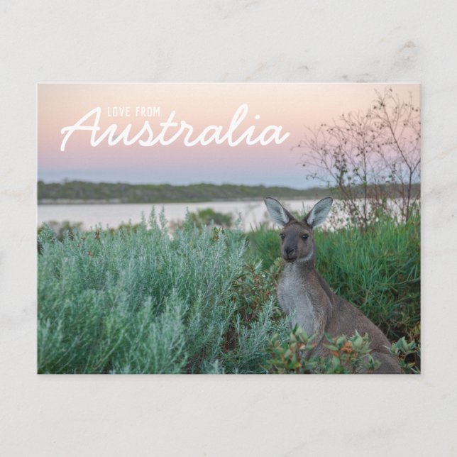 Postal Amor desde Australia Kangaroo Sunset Lake Postcard (Anverso)