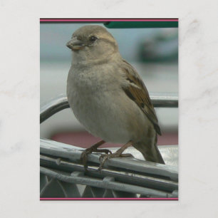 Postal Amor levantado: Cart Bird