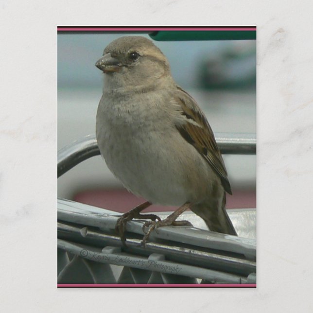 Postal Amor levantado: Cart Bird (Anverso)