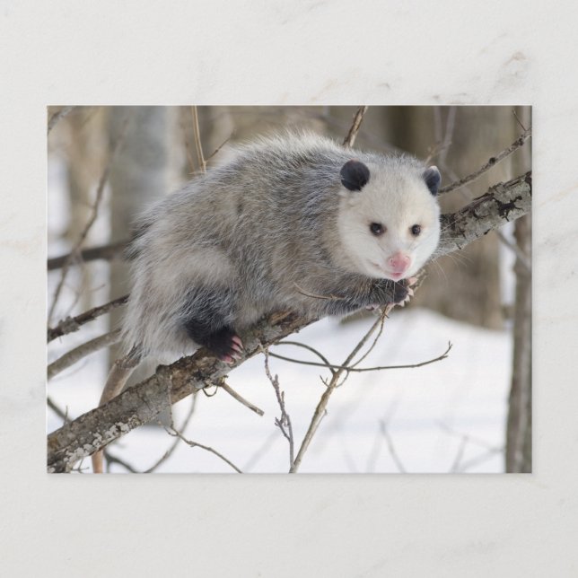 Postal Amor opossum (Anverso)