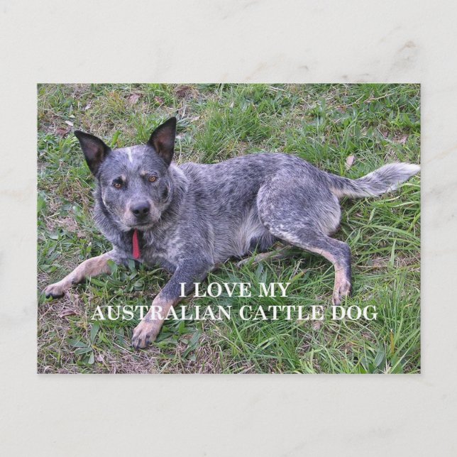 Postal amor por perro boyero australiano con imagen (Anverso)