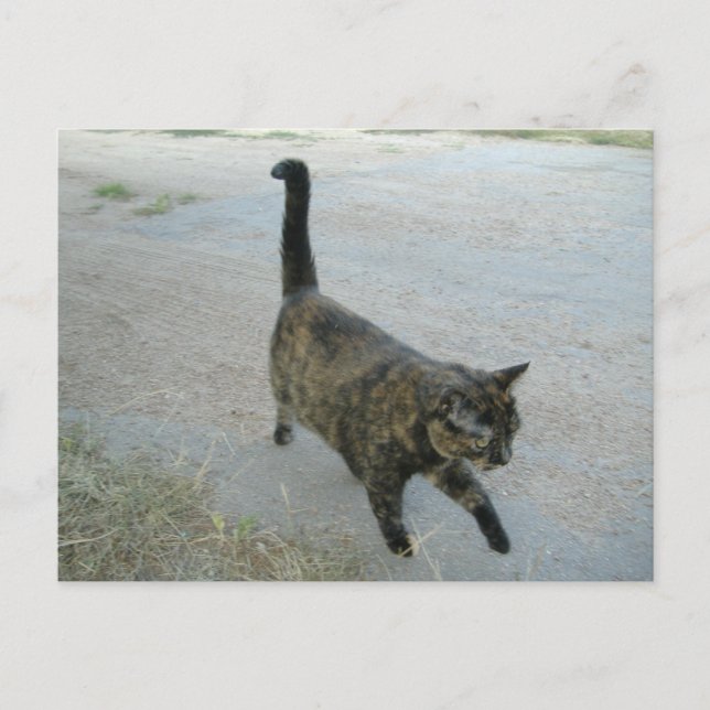 Postal Amor Por Ser Postcard Libre (Anverso)