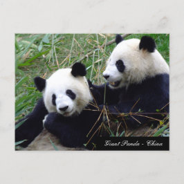 Postal Amor y Bambú - Osos Panda gigantes / China