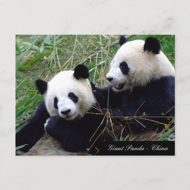 Postal Amor y Bambú - Osos Panda gigantes / China (Anverso)