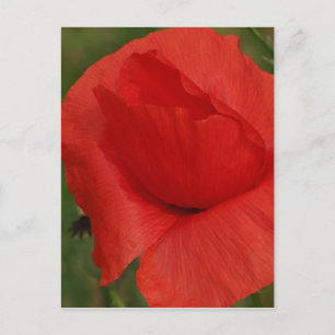 Postal Amortiguador rojo