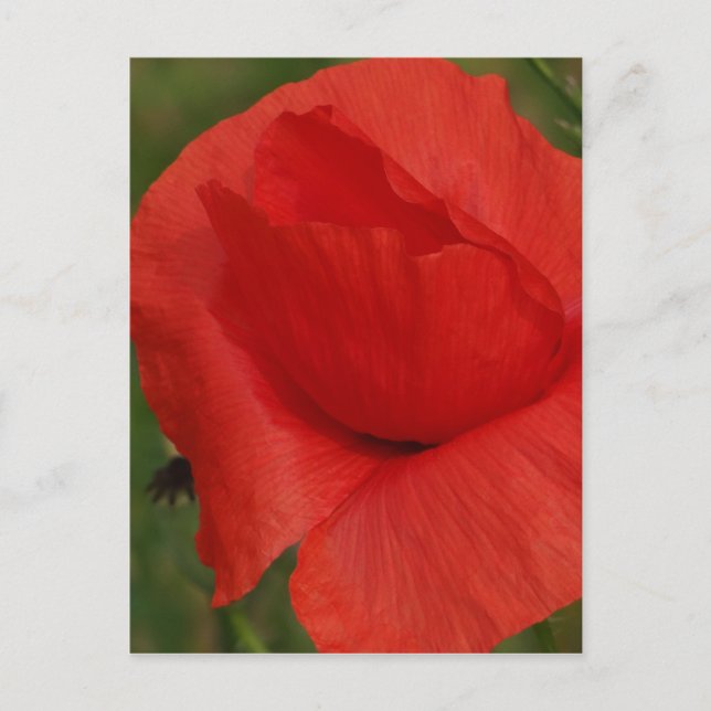 Postal Amortiguador rojo (Anverso)